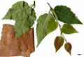 SpeciesSub: subsp. albosinensis SpeciesSub: subsp. albosinensis